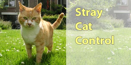 Effective Stray Cat Control