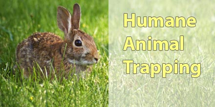 Humane Animal Trapping